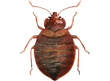 Bed Bugs Control icon 