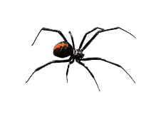 spider-contorl icon