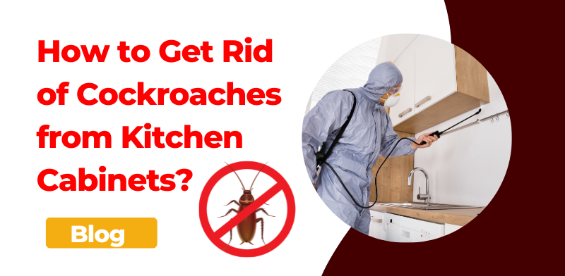 Cockroaches Control