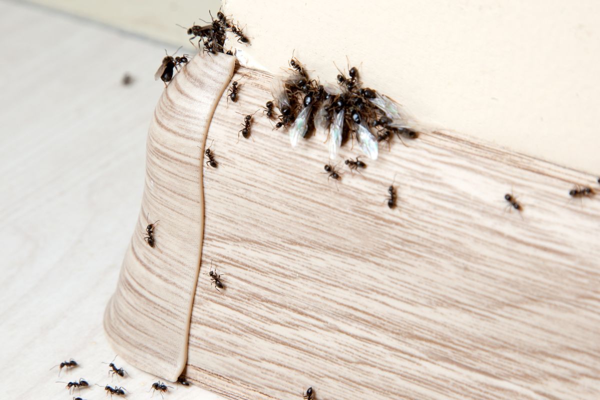 Professional Ant Control Kolkata