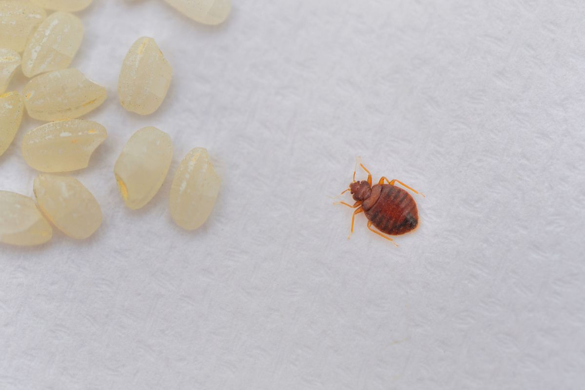 Professional Bed Bugs Control Kolkata