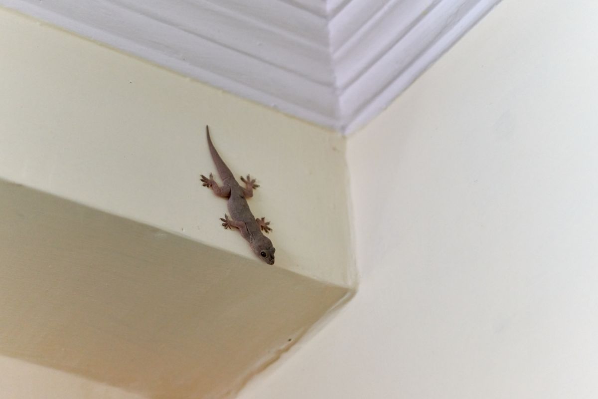 Professional Lizard Control Kolkata