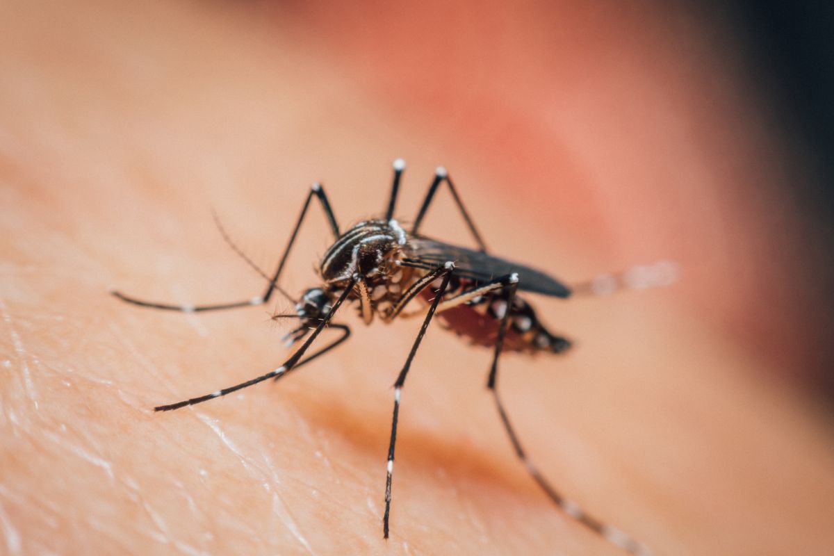 Professional Mosquito Control Kolkata