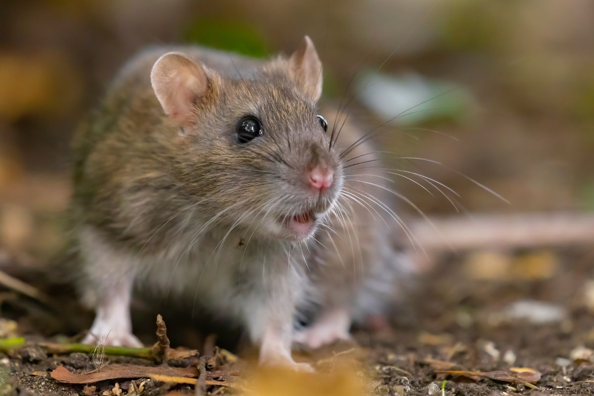 Professional Rodent Control Kolkata - rat removal experts