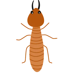 Termite Control Services in Kolkata
