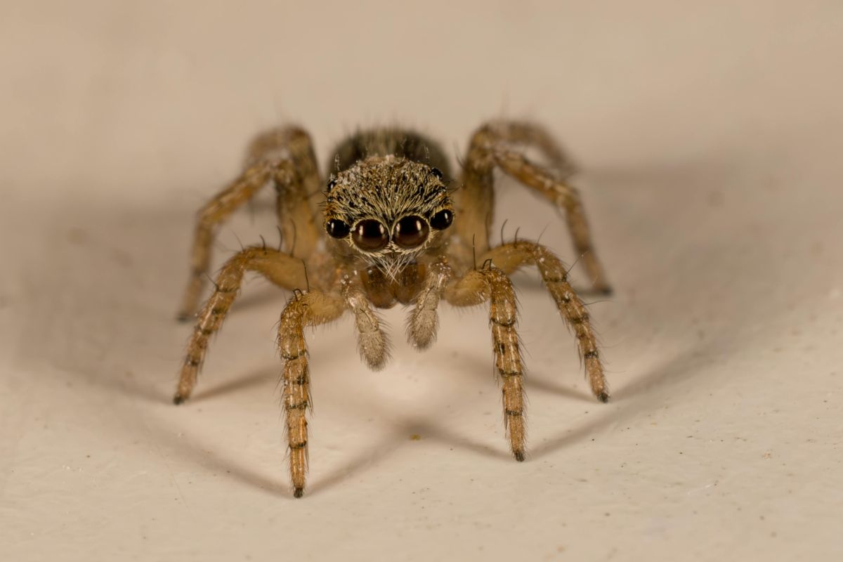 Professional Spider Control Kolkata