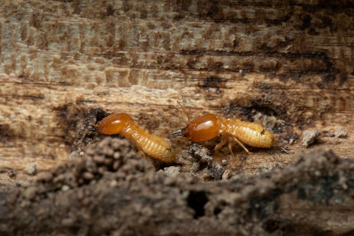 Professional Termite Control Kolkata